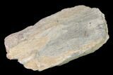 Rough, Agatized Dinosaur Bone - Colorado #142522-1